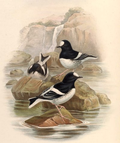 Enicnrns sconleri de John Gould
