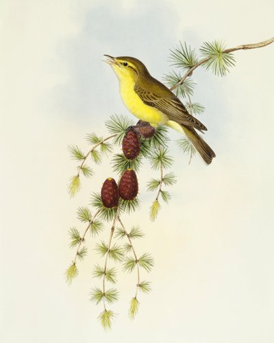 Flycatcher (Ficedula hypolaris), Gravação de John Gould de John Gould