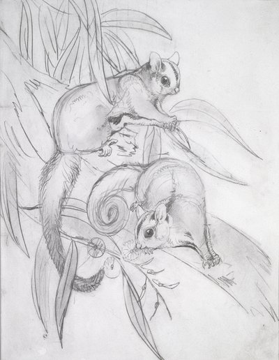 Possums Deslizantes (lápis) de John Gould