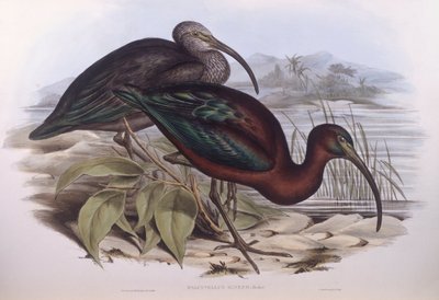 ibis brilhante (Plegadis falcinellus), Gravação de John Gould de John Gould