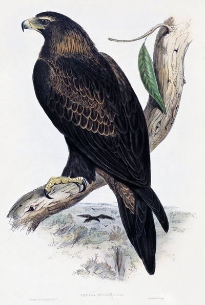 Golden Eagle (Aquila chrysaetos), litografia de Birds of Australia and Great Britain de John Gould (1804-1881), Reino Unido de John Gould