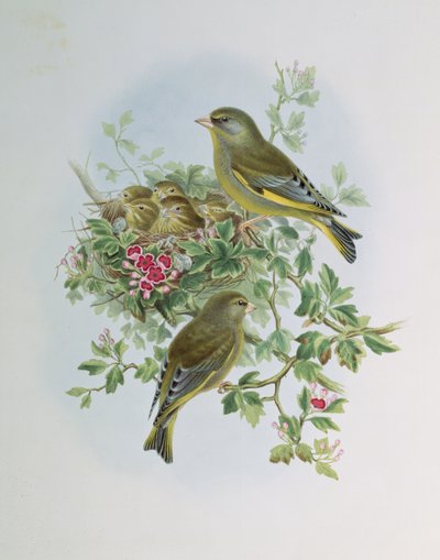 Verdilhão de John Gould