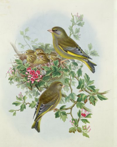 Verdilhão, 1873 (wc, lápis sobre papel) de John Gould