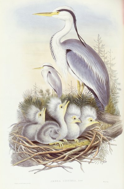 Garça cinzenta (Ardea cinerea), Gravura de John Gould de John Gould
