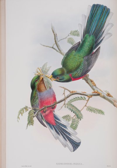 Hapaloderma Narina, prato de The Birds of Great Britain, de John Gould, publicado em 1862-73 (litografia colorida à mão) de John Gould