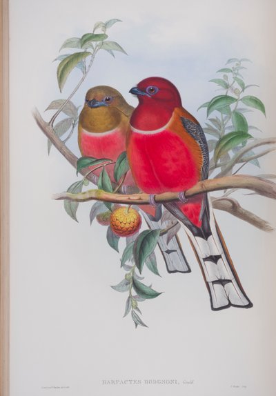 Harpactes Hodgsoni, prato de The Birds of Great Britain, de John Gould, publicado em 1862-73 (litografia colorida à mão) de John Gould