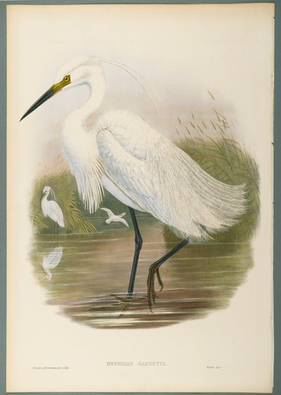 Herodias Garzetta - Garça-branca-pequena (cor litho em papel wove) de John Gould