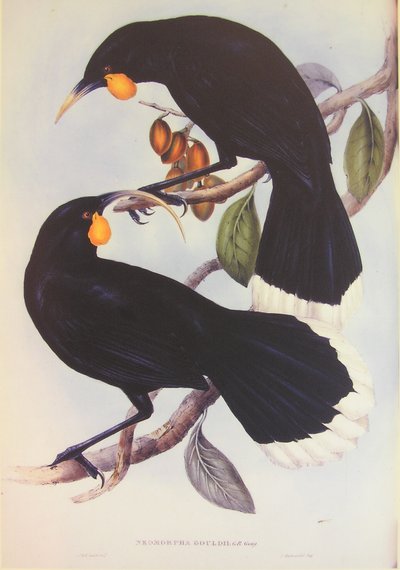 Ilustração do par Huia de John Gould