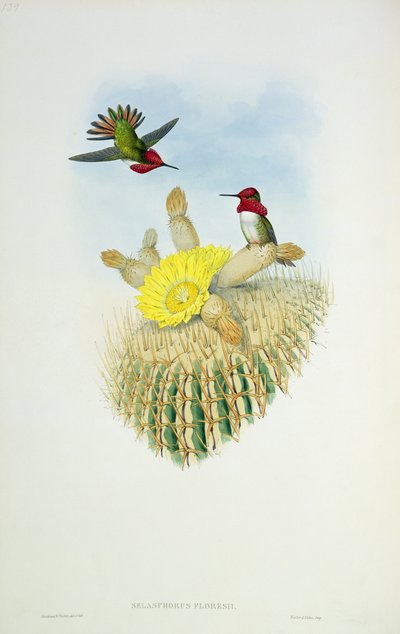 Pássaro do zumbido, gravado por Walter e por Cohn de John Gould