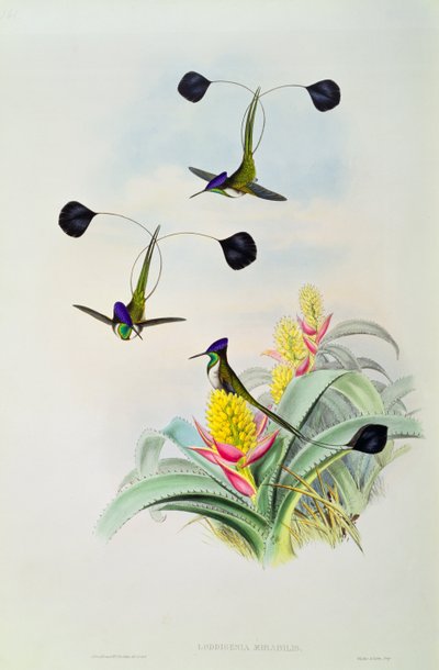 Beija-flor, gravado por Walter e Cohn de John Gould