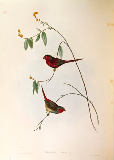 Ilustração de "The Birds of Australia" de John Gould representando Crimson Finch Neochmia phaeton, gravura colorida de John Gould