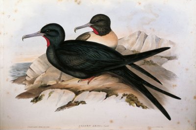Ilustração de "The Birds of Australia", de John Gould, representando a ariel Fregata ariel, de Oscar Dressler. de John Gould