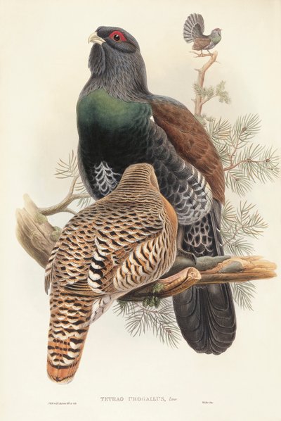 Ilustração de "The Birds of Great Britain" de John Gould representando o Capercaillie Tetrao urogallus de John Gould