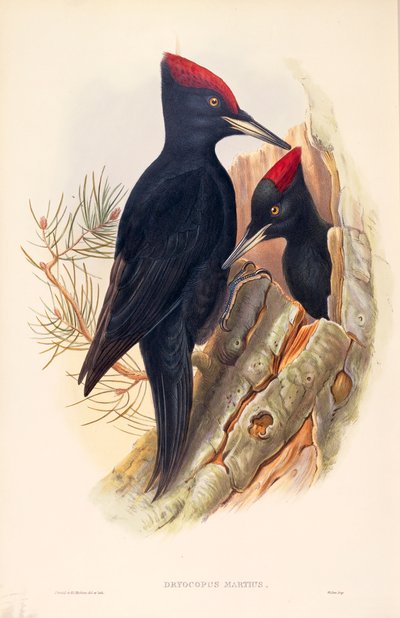 Ilustração de "The Birds of Great Britain" de John Gould representando o par de Pica-paus negros Dryocopus martius de John Gould