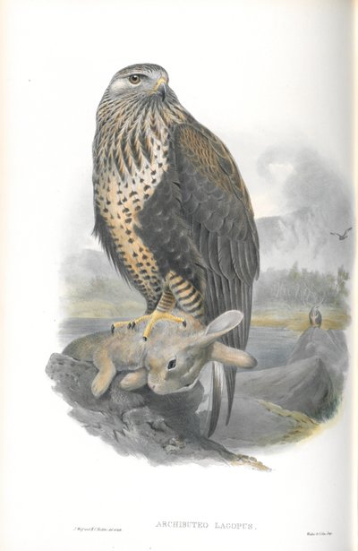 Ilustração de Archibuteo Lagopus (Urubu) de John Gould