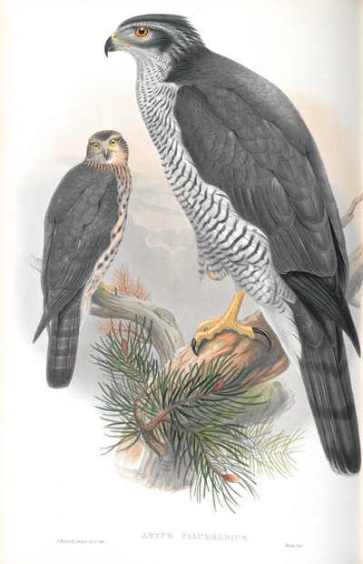 Ilustração de Astur Palumbarius (Açor) de John Gould