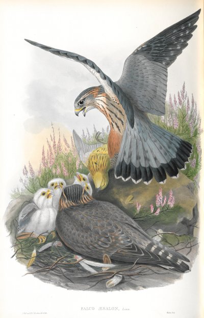 Ilustração de Falco Aesalon (Merlin) de John Gould