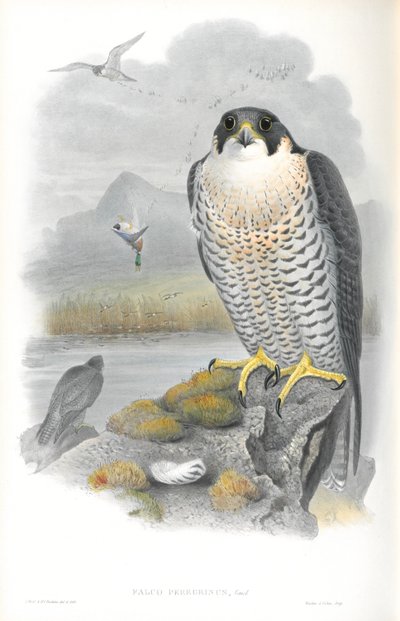 Ilustração de Falco Peregrinus (Falcão Peregrino) de John Gould