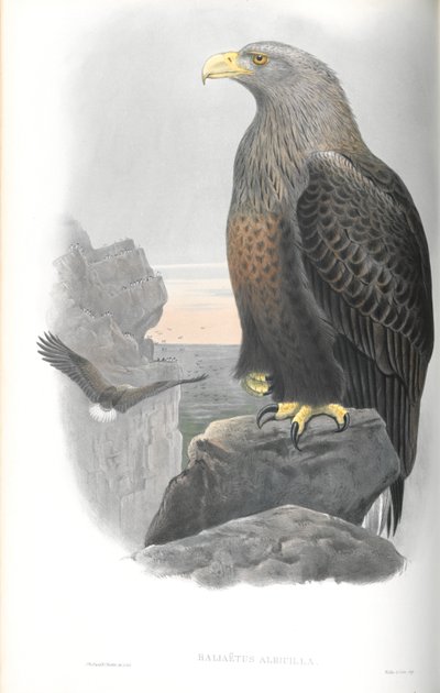 Ilustração de Haliaetus Albicilla (Sea-Eagle) de John Gould