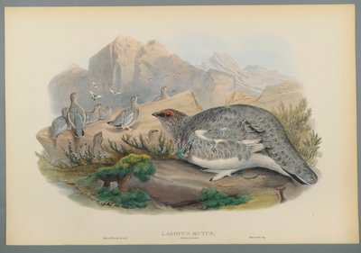 Lagopus Mutus, plumagem de outono: Ptarmigan comum (litho cor em papel de wove) de John Gould