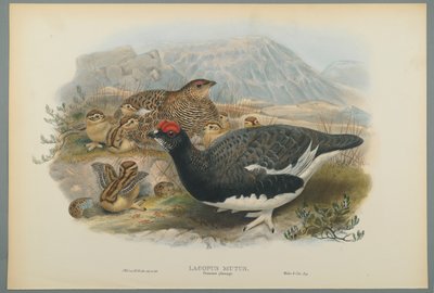 Lagopus Mutus, plumagem de verão: Ptarmigan comum (cor litho em papel de wove) de John Gould