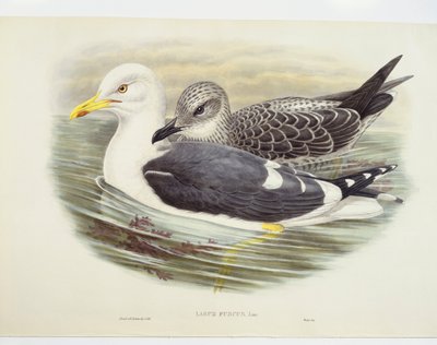 Gaivota de costas negras (Larus fuscus), ilustração de John Gould