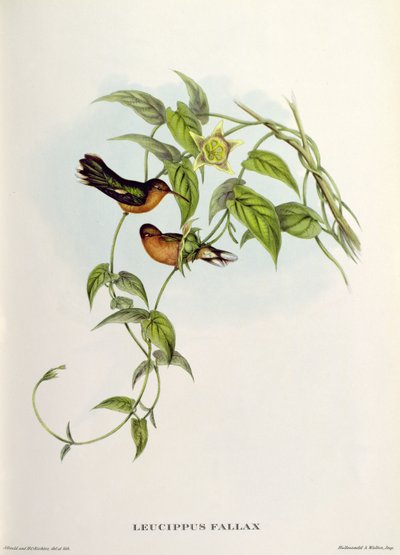 Leucippus Fallax de John Gould
