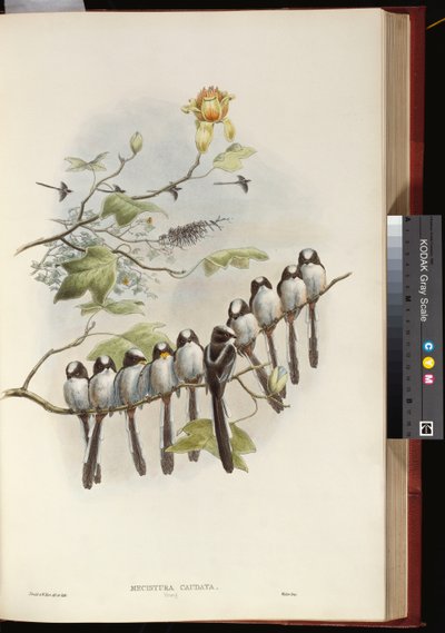 Chapim-de-cauda-longa de John Gould