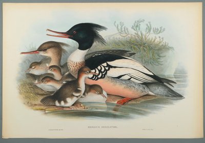 Mergus Serrator: Merganser (cor litho em papel de capa) de John Gould