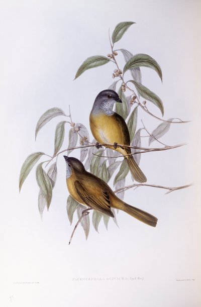 Apito de Oliveira (Pachycephala olivacea), Gravura de John Gould de John Gould
