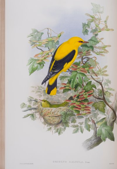 Oriolus Galbula, prato de The Birds of Great Britain, de John Gould, publicado em 1862-73 (litho colorido à mão) de John Gould