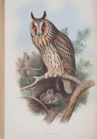 Otus Vulgaris, prato de The Birds of Great Britain, de John Gould, publicado em 1862-73 (litografia colorida à mão) de John Gould