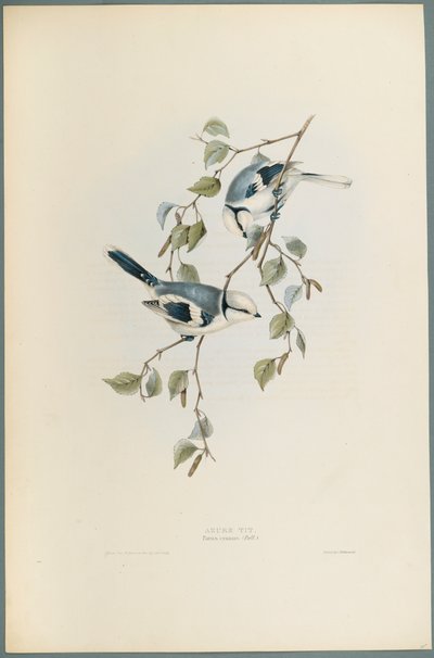 Parus Cyanus: Azure Tit (litografia colorida em papel de parede) de John Gould
