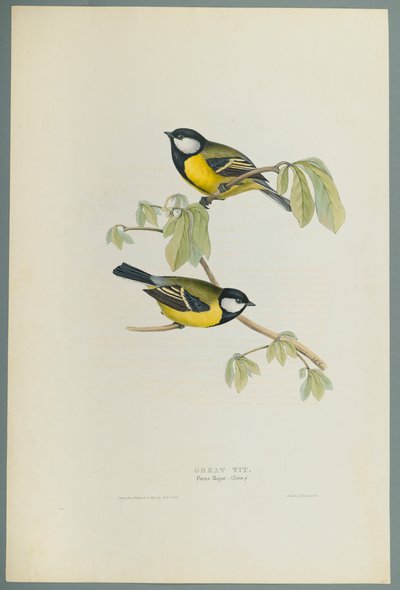 Parus Major: Great Tit (cor litho em papel de capa) de John Gould