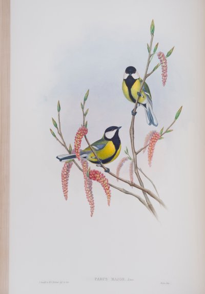 Parus Major, prato de The Birds of Great Britain, de John Gould, publicado em 1862-73 (litografia colorida à mão) de John Gould
