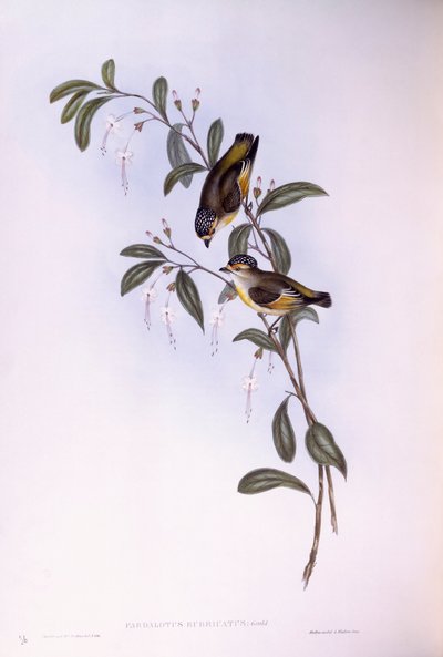 Pardalote vermelho (Pardalotus rubricatus), Gravura de John Gould de John Gould