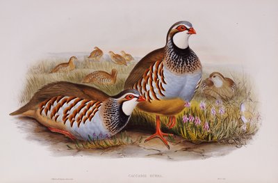 Perdizes-de-patas-vermelhas, 1862-73 de John Gould