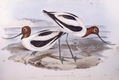Red-necked avocet (Recurvirostra novaehollandiae), Engraving by John Gould de John Gould