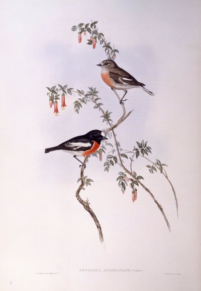 Scarlet robin (Petroica multicolor), Gravura de John Gould de John Gould