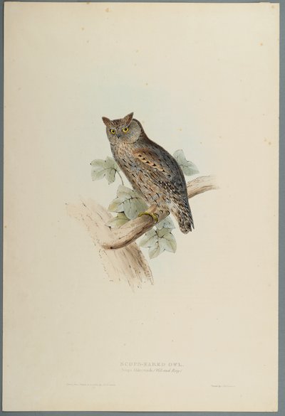 Scops Aldrovandi - Scops orelhudo coruja (cor litho em papel wove) de John Gould