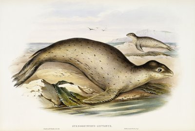 Leopardo do mar de John Gould