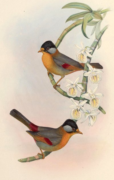 Mesia orelhudo-de-prata (Leiothrix orelhudo de prata) Leiothrix argentauris (Hodgson) de John Gould