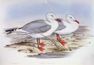 Gaivota de prata (Larus novaehollandiae), Gravura de John Gould de John Gould