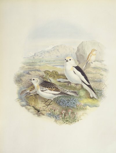 Pão de neve (Plectrophenax nivalis), ilustração de John Gould
