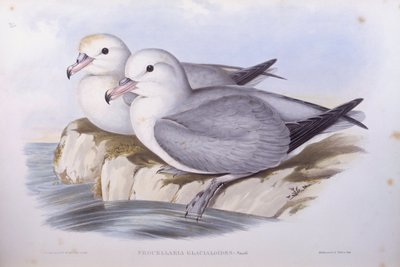 Fulmar do Sul (Fulmarus glacialoides), Gravura de John Gould de John Gould