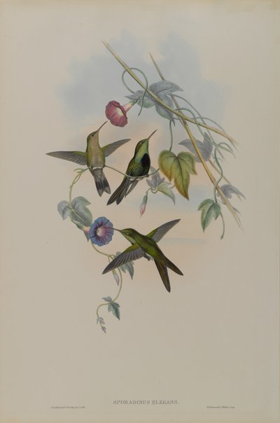 Sporadinus Elegans: Pássaro Domingo Humming de John Gould
