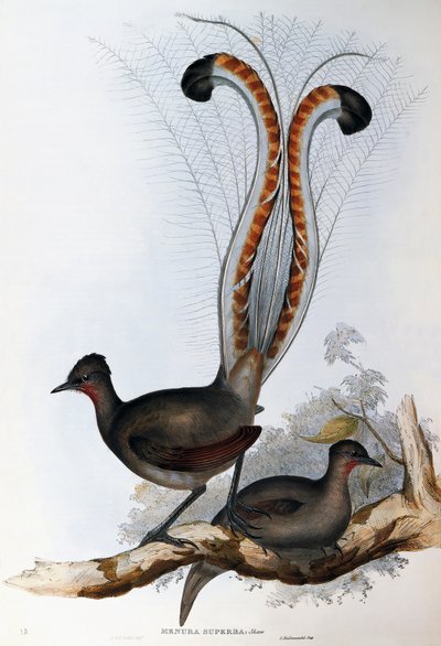 Soberbo pássaro lira (Menura superba) de John Gould