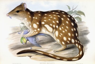 Tiger Quoll de John Gould