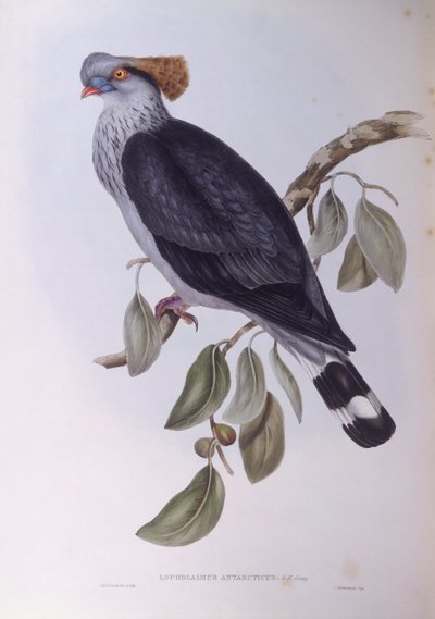 Topknot pigeon (Lopholaimus antarcticus), Engraving by John Gould de John Gould