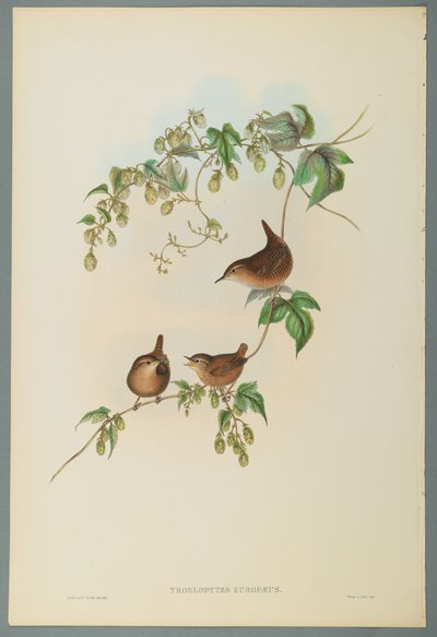 Troglodytes Europaeus - carriça comum (cor litho em papel wove) de John Gould